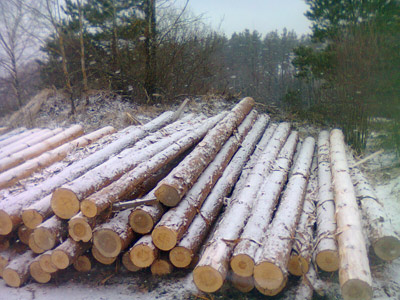 Заготовка древесины для строительства сруба